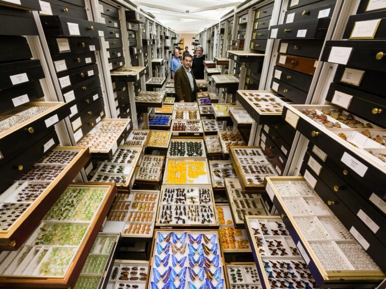 How the Smithsonian safeguards 148 million specimens