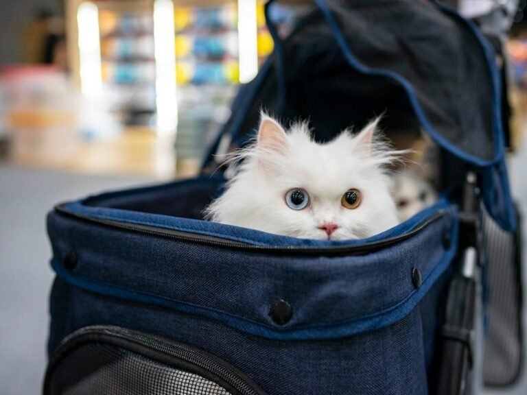 A former Google veteran used vibe coding to test a cat-purring app. It was fun, but wasn't purrfect.