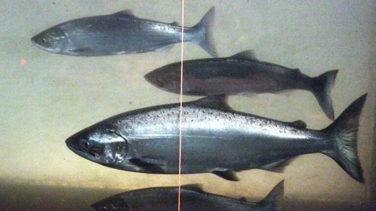 Trump pulls out of Pacific Northwest salmon restoration agreement