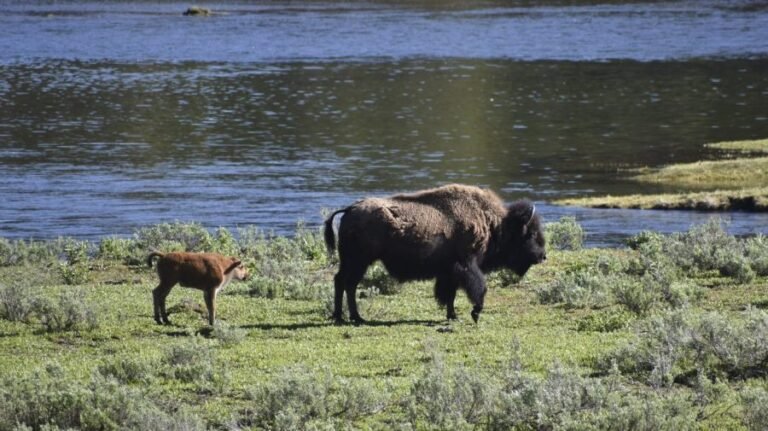 National parks will be free to enter on Thursday: Here's why