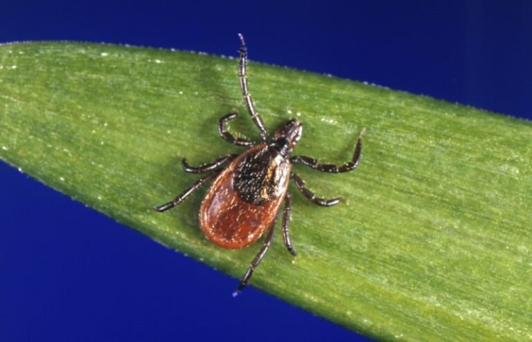 Lyme-disease isn't the only tick-borne threat. Doctors warn these other diseases are spreading