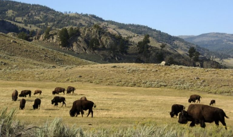 Man gored by bison at Yellowstone National Park, second incident this year