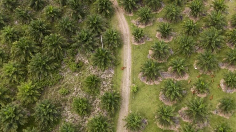 Burying forest waste could slow heating of planet, study finds