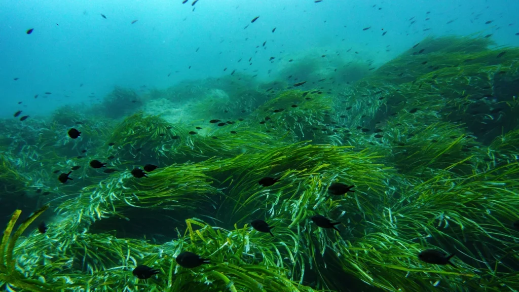 ‘It’s the Wild West out there’: UN Ocean Conference opens with a push to ratify the High Seas Treaty
