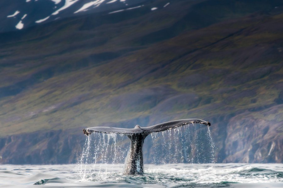 Trump is trying to defang the Endangered Species ActÂ