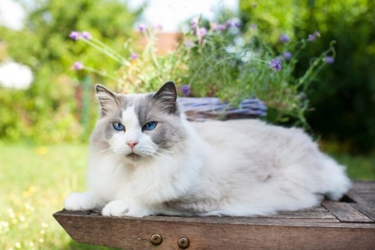 How To Keep Outside Cats Cool in the Summer: 5 Vet-Approved Tips