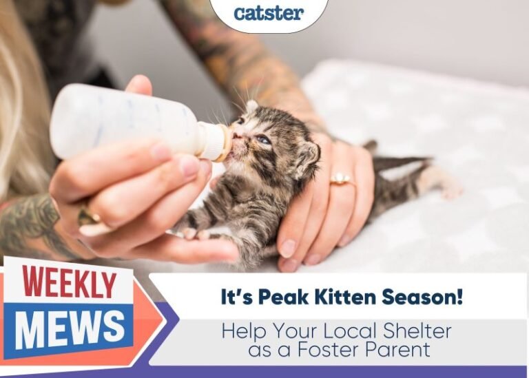 It’s Peak Kitten Season: Help Your Local Shelter as a Foster Parent