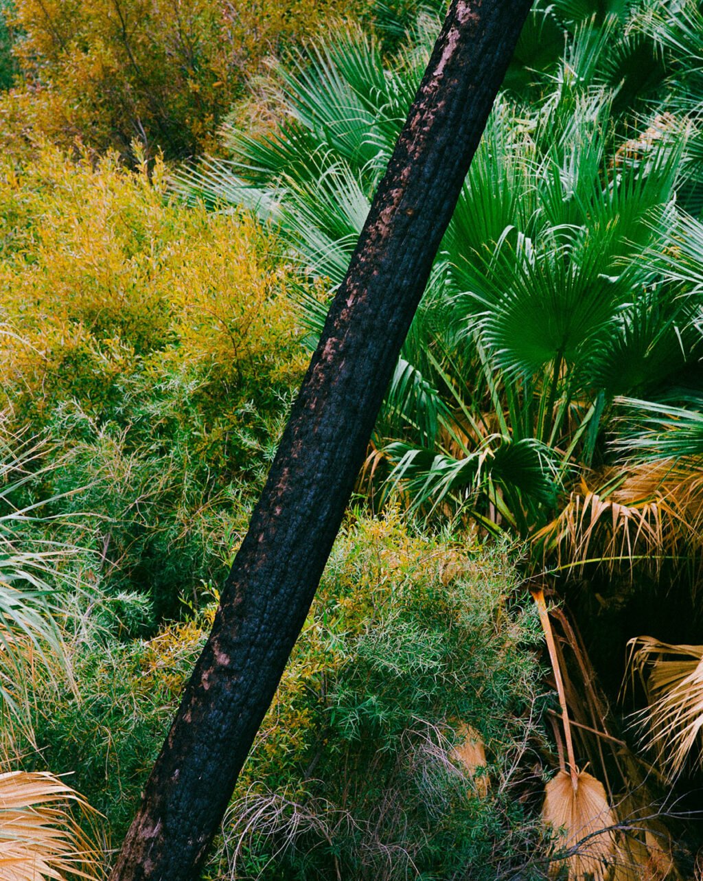 “California Dreams” by Photographer Nicolas Denolle