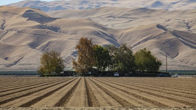 Climate change cuts crop yields, even with adaptation efforts: Study