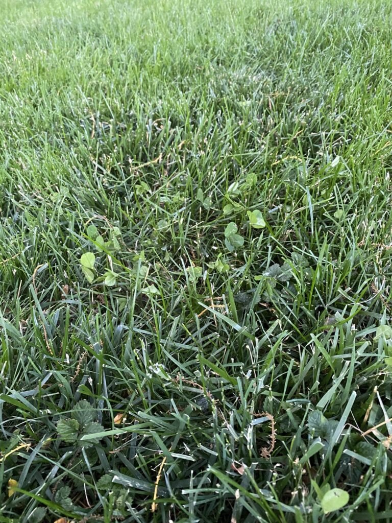 Eight Types of Mowing