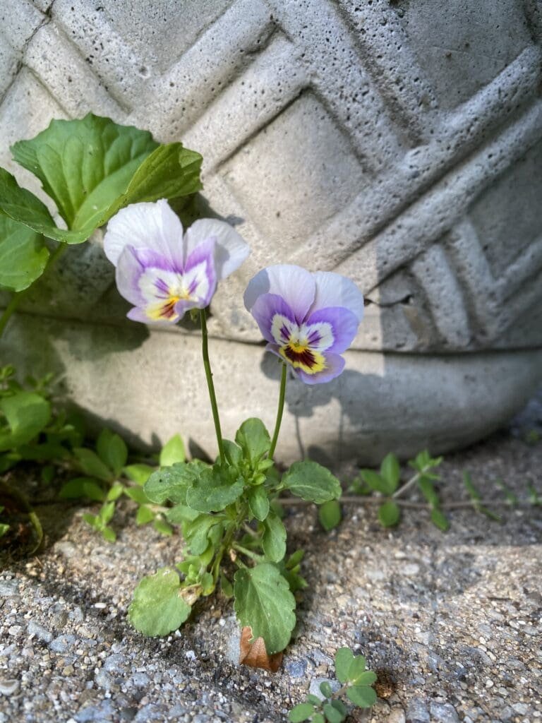 Garden Fairies Discuss International Fairy Day