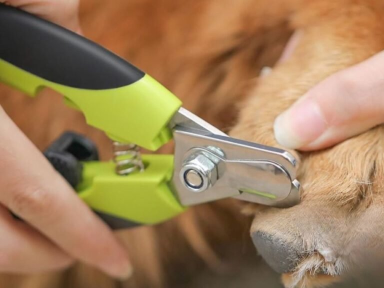 Pet Nail Clippers Set Just $3.99 Shipped for Amazon Prime Members (Reg. $6)