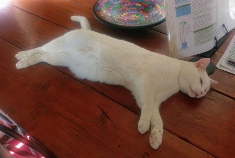 OMG! Is My Cat Dead?? Clutch’s Mastery of ‘Death Sleep’
