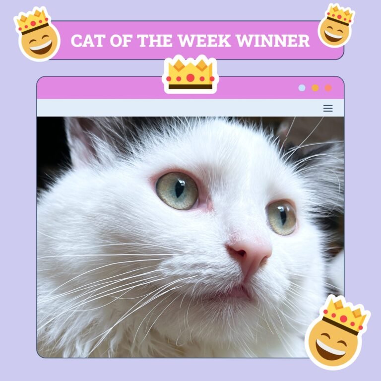 Catster Photo Contest: Cats of the Week Winners (June 5, 2025)