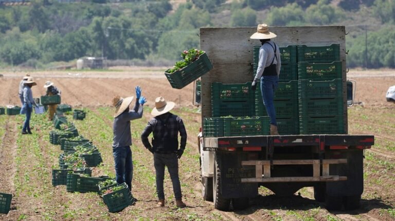 Trump suggests farmers may get to keep undocumented workers after all
