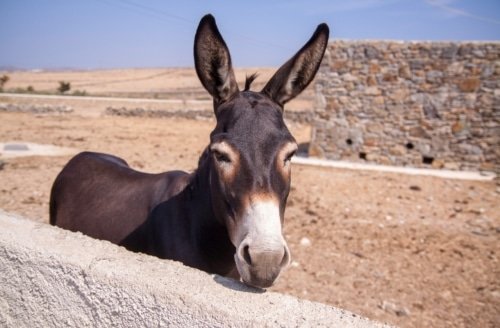 Who Was Balaam? – Numbers 23:3-5