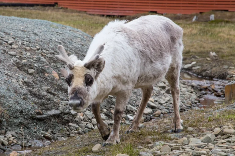 Arctic gateway: 11 things to do in Longyearbyen