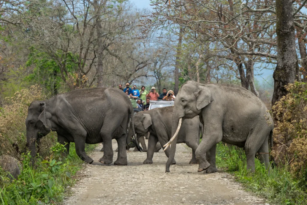 Where to see India’s most iconic animals