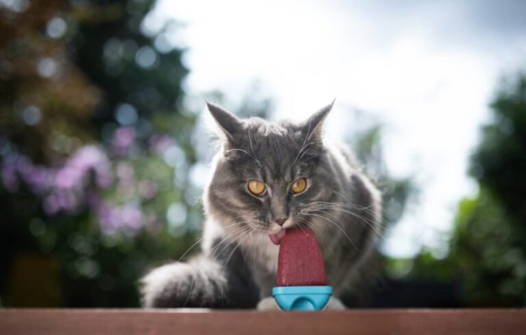 6 DIY Cat Popsicle Recipes (Vet-Approved)