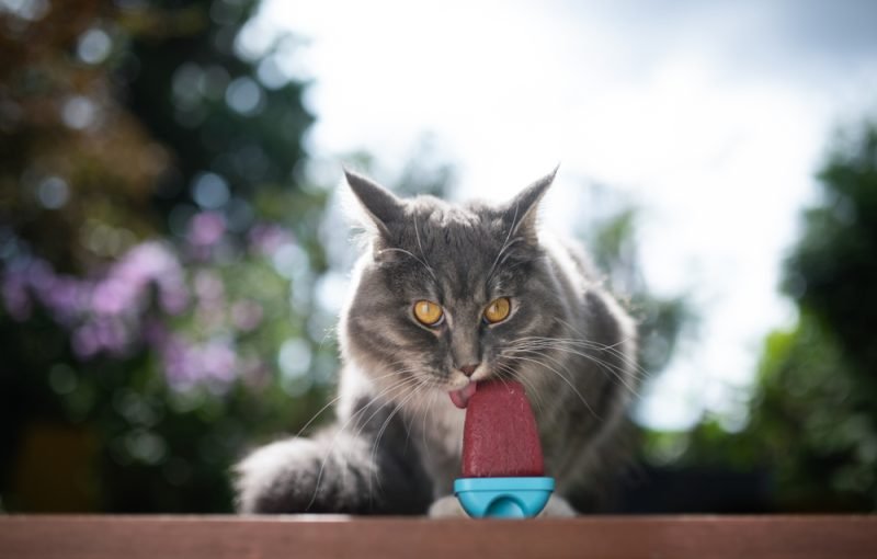 6 DIY Cat Popsicle Recipes (Vet-Approved)