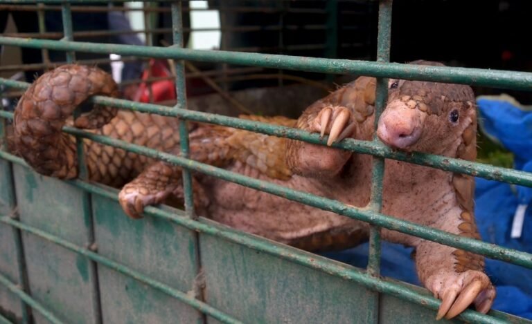 US proposes endangered species protections for pangolins