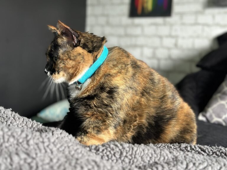10 Best Cat Collars in 2024 – Reviews & Top Picks