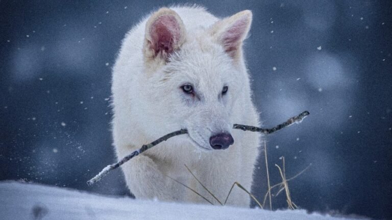Endangered species deserve a home, too 
