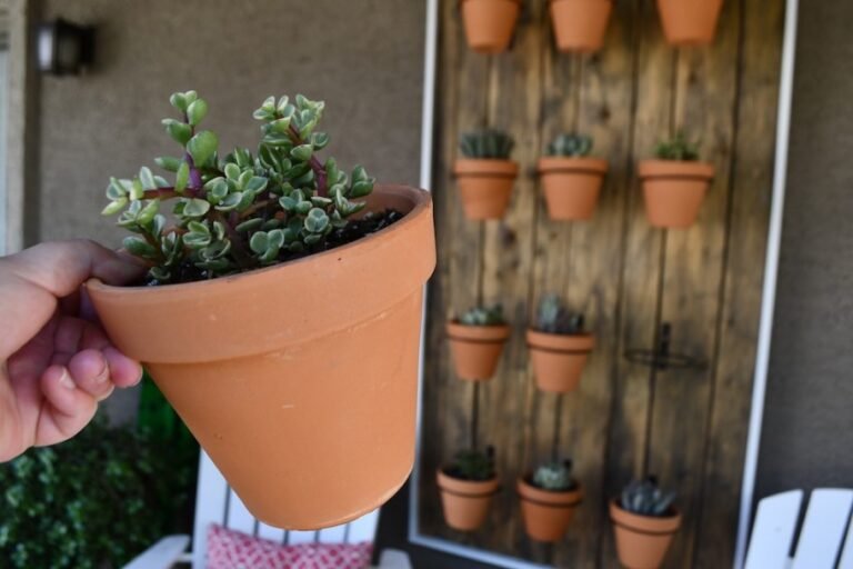 This DIY Succulent Wall Will Instantly Upgrade Your Patio
