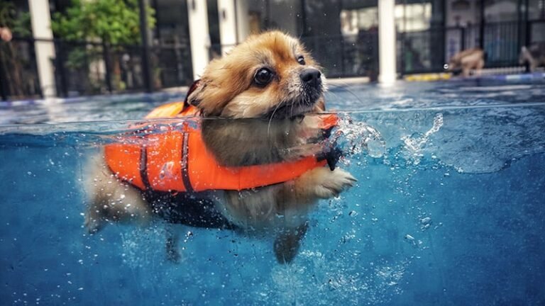 10 Best Dog Life Jackets for Your Pup in 2025 – Reviews & Top Picks