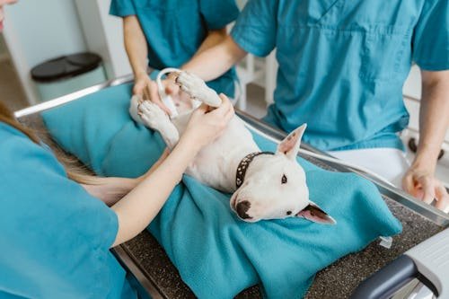 How Much Would You Spend On An Expensive Medical Procedure For Your Pet?