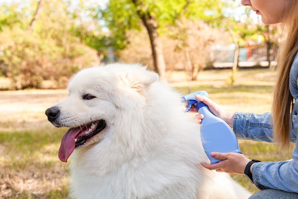 10 Best Waterless Dog Shampoos in 2025: Reviews & Top Picks