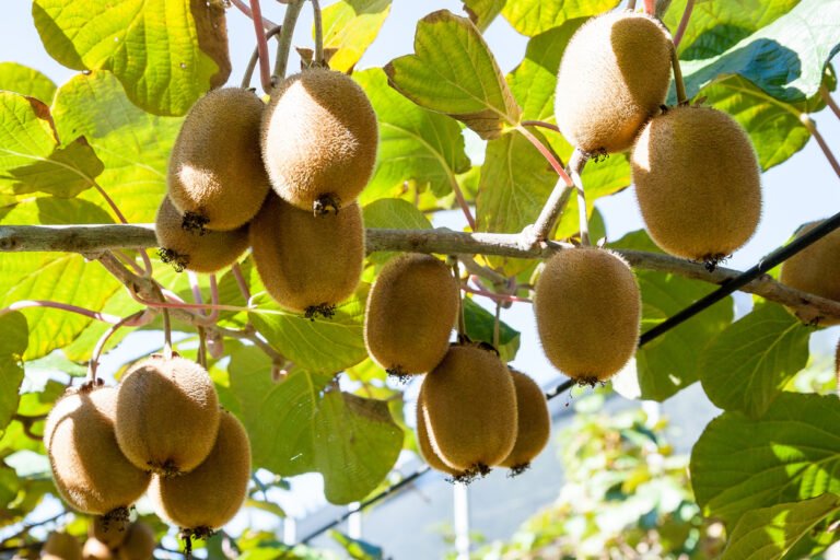 Scentian Bio deploys AI-powered biosensor tech in trial with world’s largest kiwifruit marketer