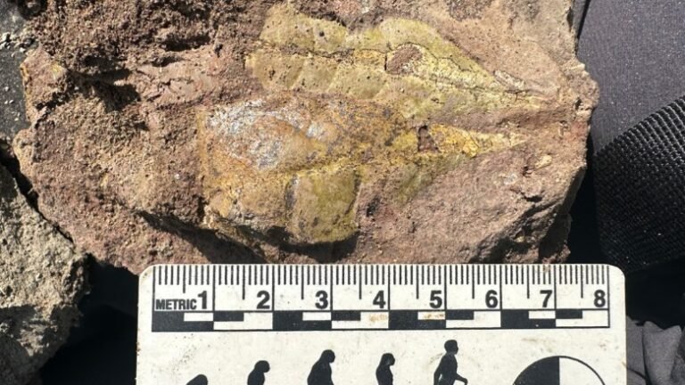Early Apes Evolved in Tropical Forests Disturbed by Fires and Volcanoes