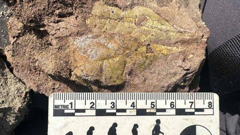 Early Apes Evolved in Tropical Forests Disturbed by Fires and Volcanoes
