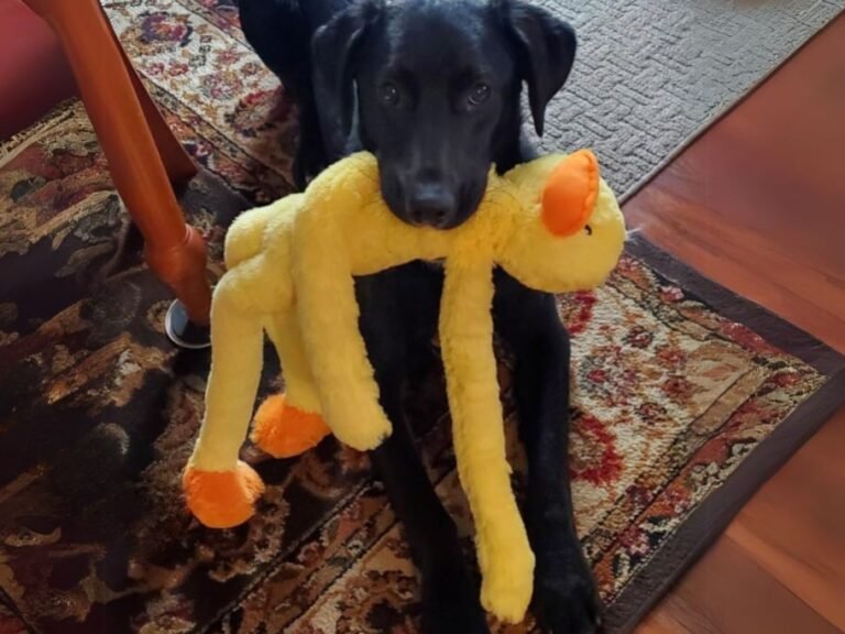 Multipet Duck Plush Dog Toy Only $3.63 on Amazon (Reg. $7)
