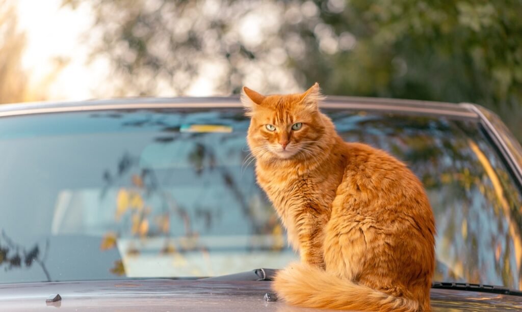 Scientists Finally Know Why Ginger Cats Are Orange: Genetic Mysteries Unlocked