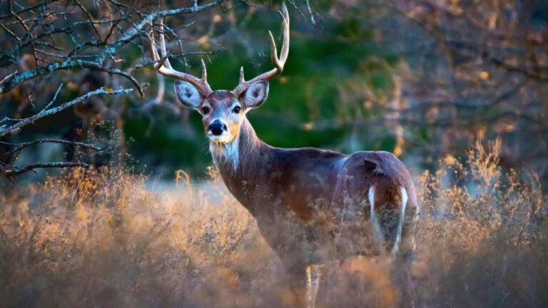 How white-tailed deer came back from the brink of extinction