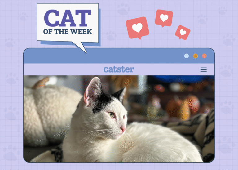 Catster Photo Contest: Cats of the Week Winners (June 26, 2025)