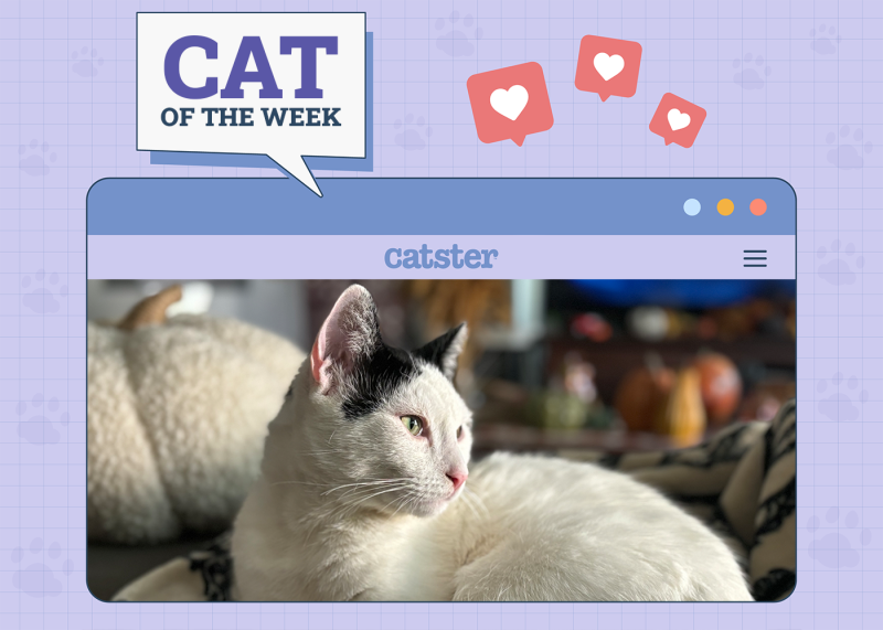 Catster Photo Contest: Cats of the Week Winners (June 26, 2025)