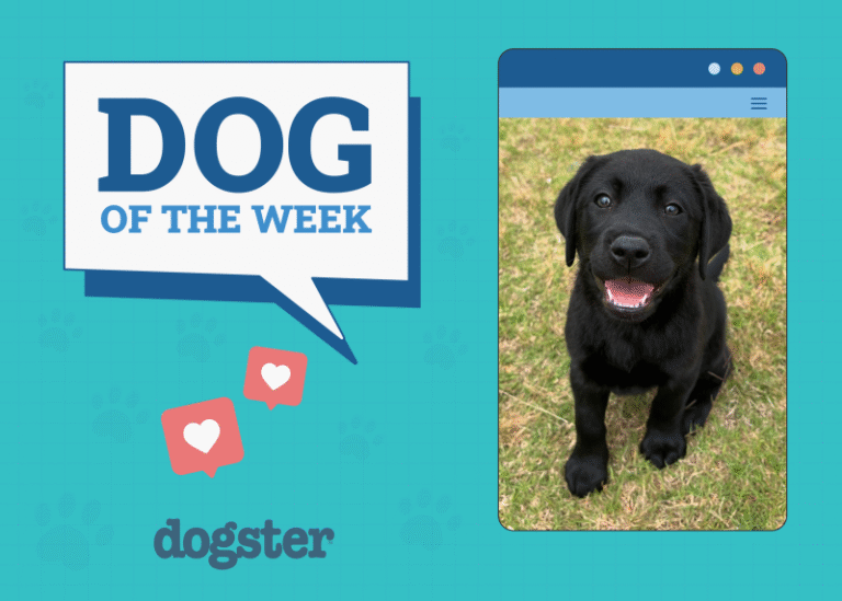 Dogster Photo Contest: Dogs of the Week Winners (June 26, 2025)