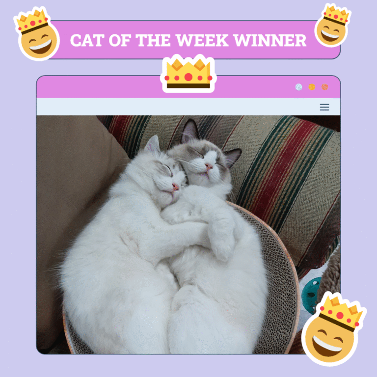 Catster Photo Contest: Cats of the Week Winners (June 19, 2025)