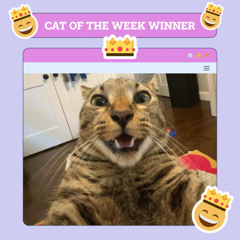 Catster Photo Contest: Cats of the Week Winners (June 12, 2025)