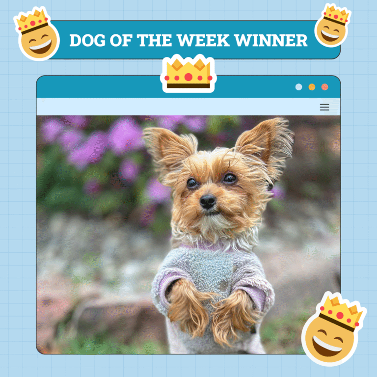 Dogster Photo Contest: Dogs of the Week Winners (June 12, 2025)