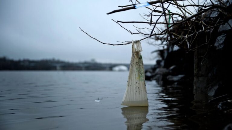 Plastic bag bans are helping clean up US coastlines: Study
