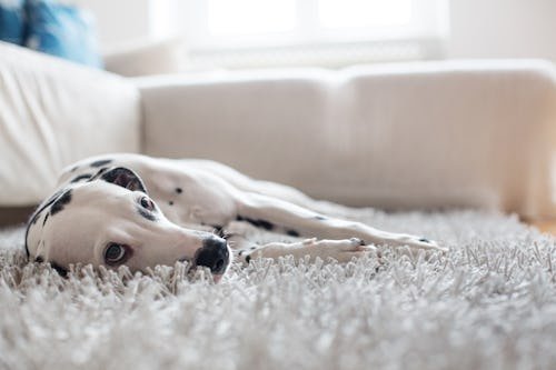 Why Do Dogs Always Throw Up On Carpet & Rugs An Investigation