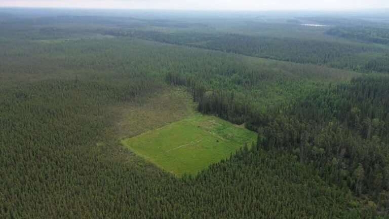 Surface Conditions Affect How Mosses Take to Former Well Pads in Canada’s Boreal Fens