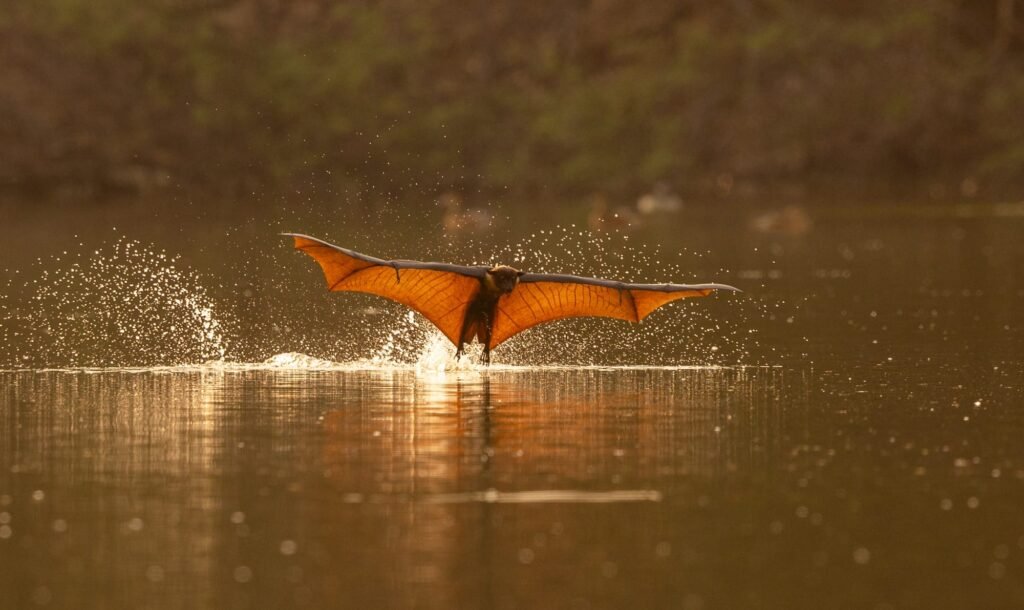 In a Rare Daytime Appearance, Flying Foxes Keep Cool in an Indian River