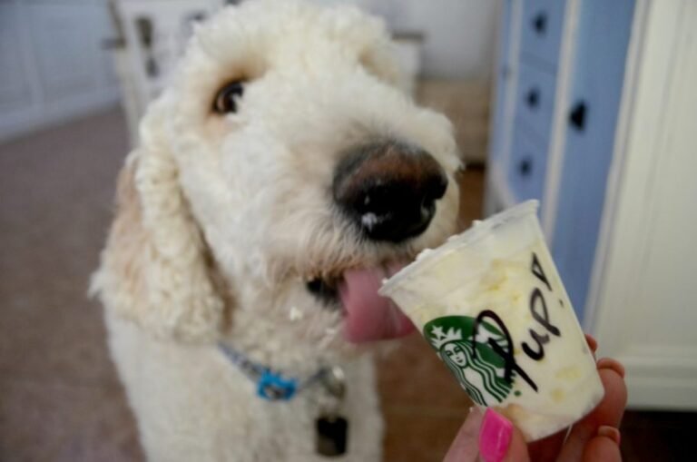 18 Spots Your Pup Can Score a Pup Cup – Most Are Free!