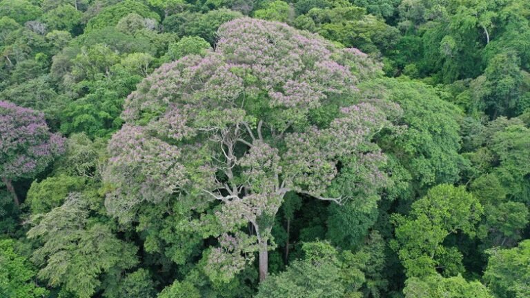 Algunos árboles tropicales se benefician de los rayos