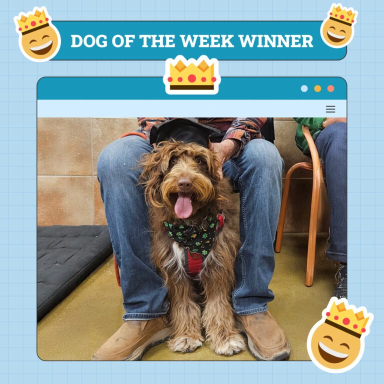 Dogster Photo Contest: Dogs of the Week Winners (June 5, 2025)